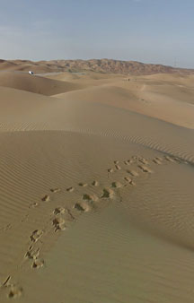 Arab Dune Camel Walk Camping VR BnB Hotels tmb17