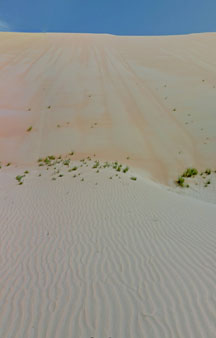 Arab Dune Camel Walk Camping VR BnB Hotels tmb25