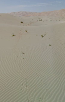 Arab Dune Camel Walk Camping VR BnB Hotels tmb8