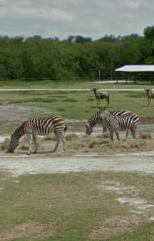 Florida Drive through Safari Lion Country Safari Tour Locations tmb15