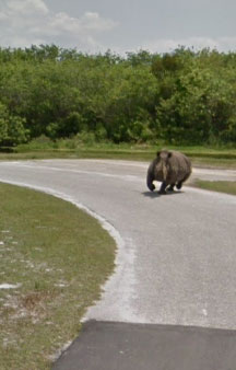 Florida Drive through Safari Lion Country Safari Tour Locations tmb17
