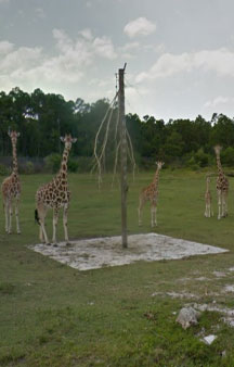 Florida Drive through Safari Lion Country Safari Tour Locations tmb23