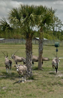 Florida Drive through Safari Lion Country Safari Tour Locations tmb7