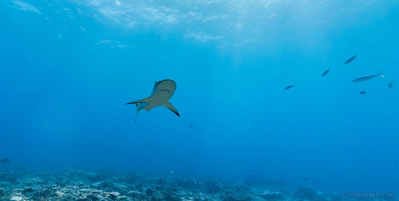 Palmyra Atoll Refuge U S Blue shark Ocean Gps Locations 1