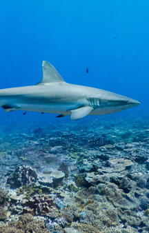 Palmyra Atoll Refuge U S Blue shark Ocean Gps Locations tmb1