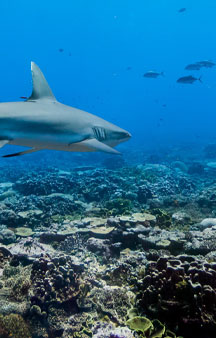 Palmyra Atoll Refuge U S Blue shark Ocean Gps Locations tmb2