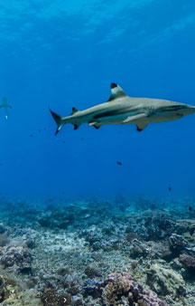 Palmyra Atoll Refuge U S Blue shark Ocean Gps Locations tmb3