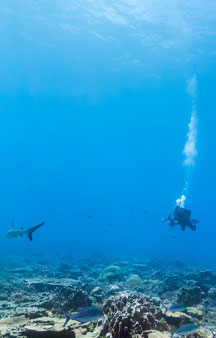 Palmyra Atoll Refuge U S Blue shark Ocean Gps Locations tmb4