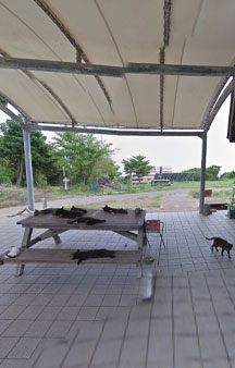 Cat Island Shikishima Camper Land Tashirojima 2015 VR Japan tmb39