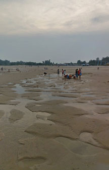 Clam Mussel Digging Annual Summer VR Event Taiwan Beach Kinmen Island tmb7