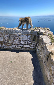 Gibraltar Nature Reserve Tourism VR Links tmb14