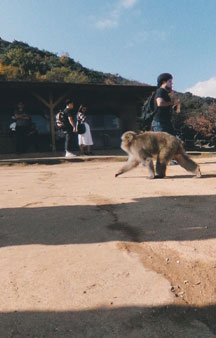 Japanese Monkey Park Tourism VR Map tmb3