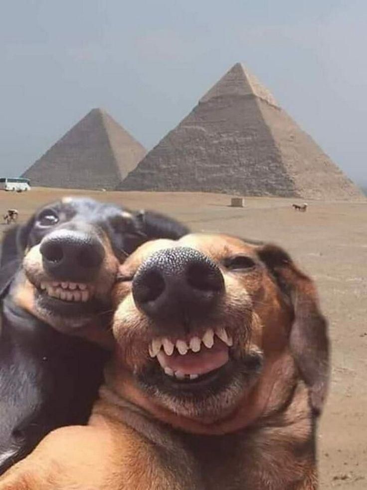 Dog Break Pyramids