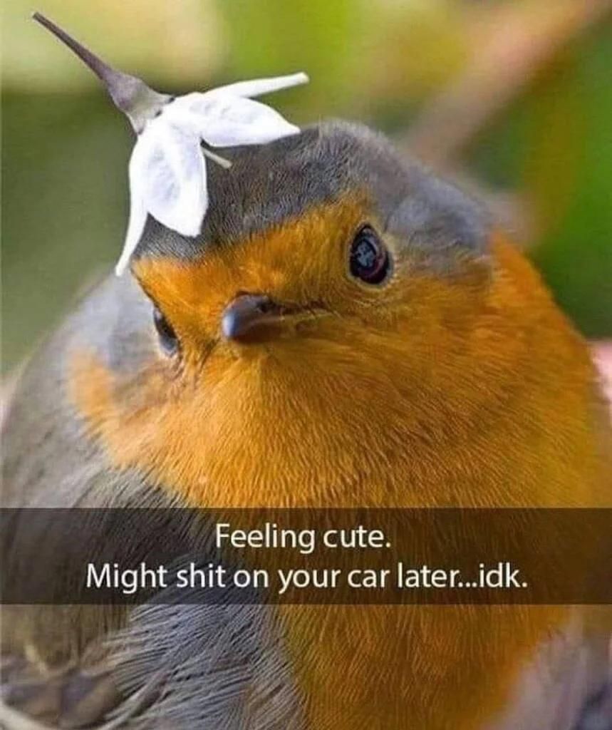 Feeling Cute Robin