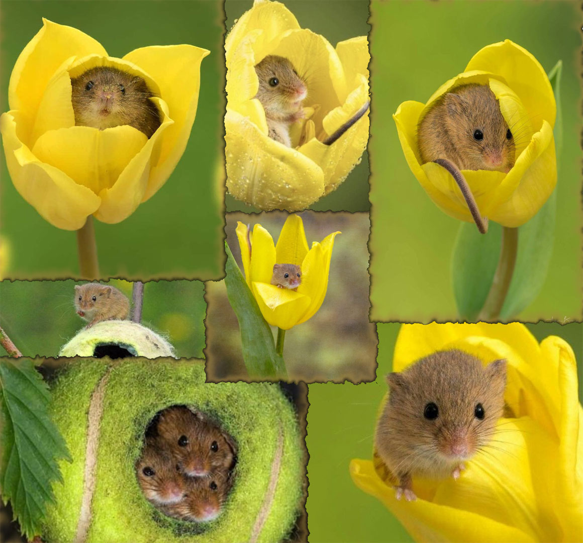 Harvest mice shelters