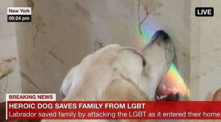 Heroic dog saves family from lgbt