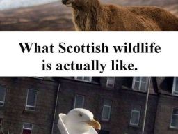 What Scottish wildlife is actually like