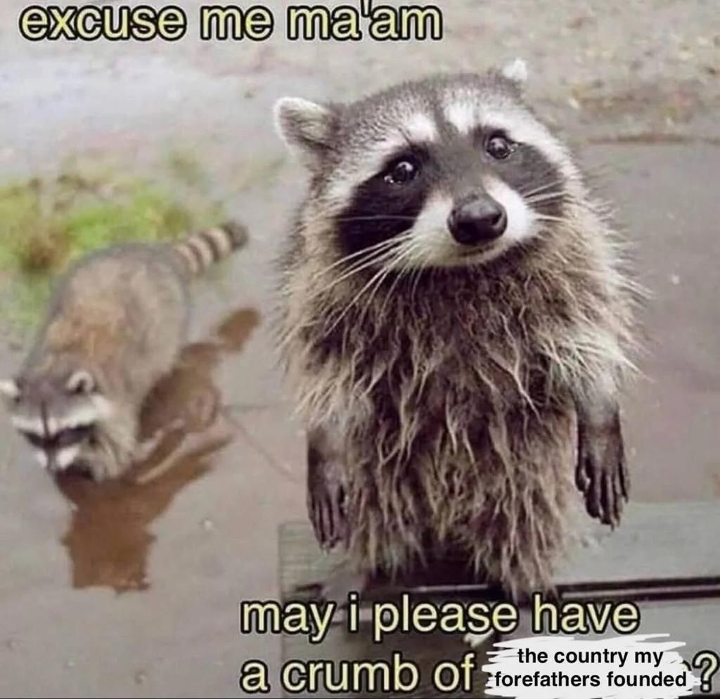 Raccoon Can I Have Crumb