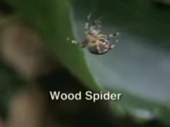 Wood Spider