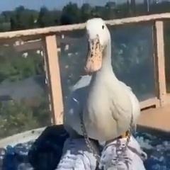 Duck So Fly